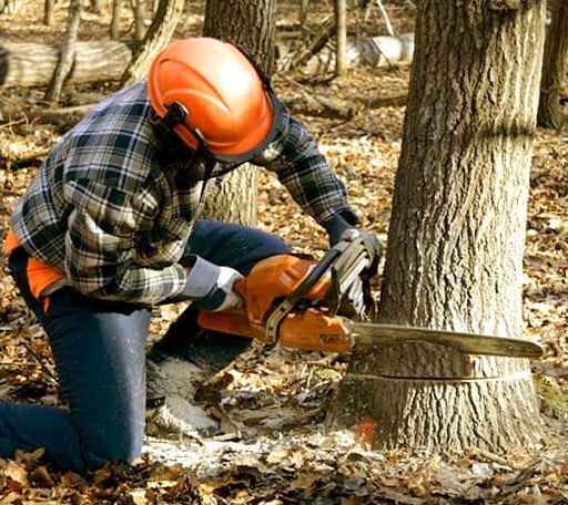 Tree Removal in Milledgeville, IL